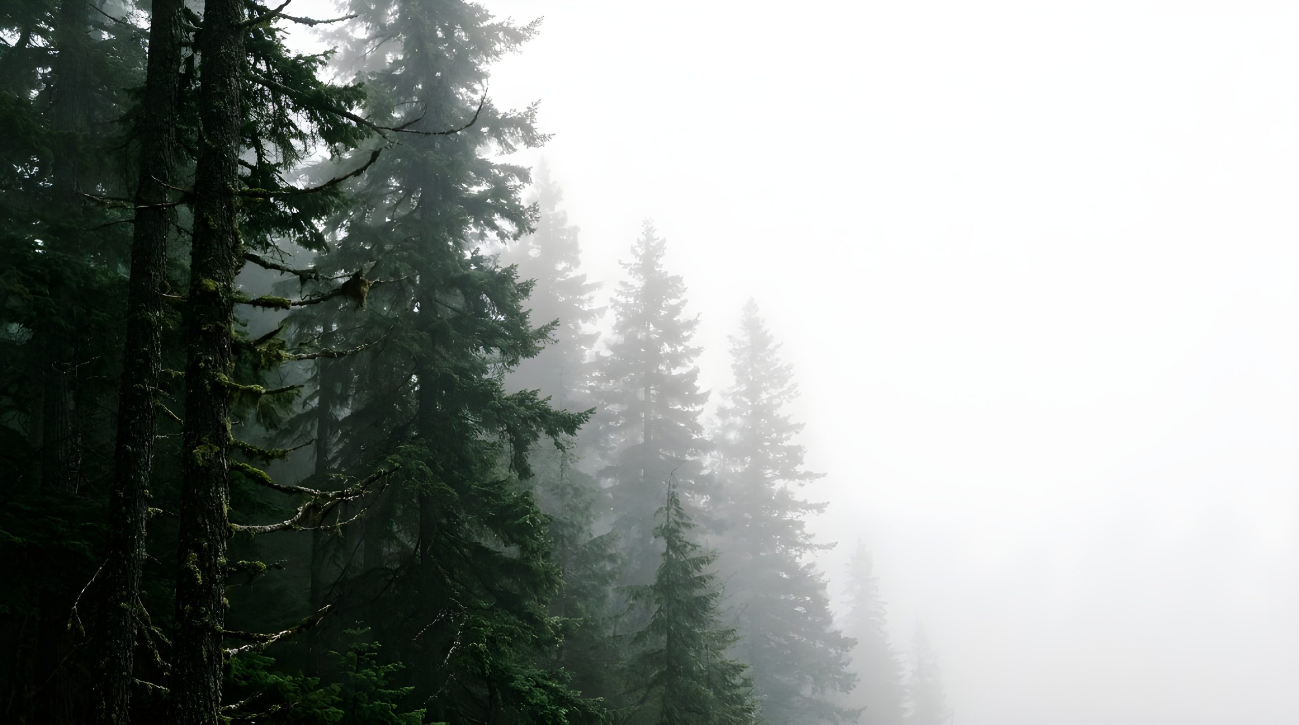 High quality Ethereal White Fog Pine Forest Wallpaper (2026)