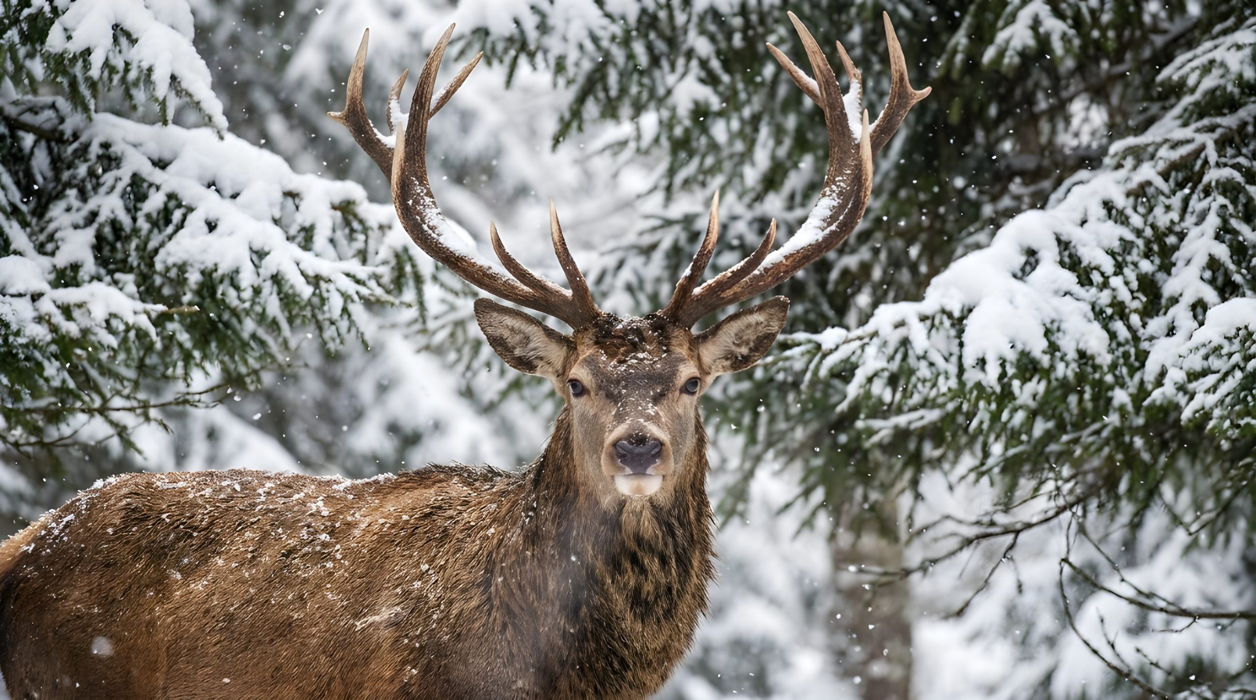 Majestic Winter Stag: Breathtaking & Ultimate Wildlife View 2026