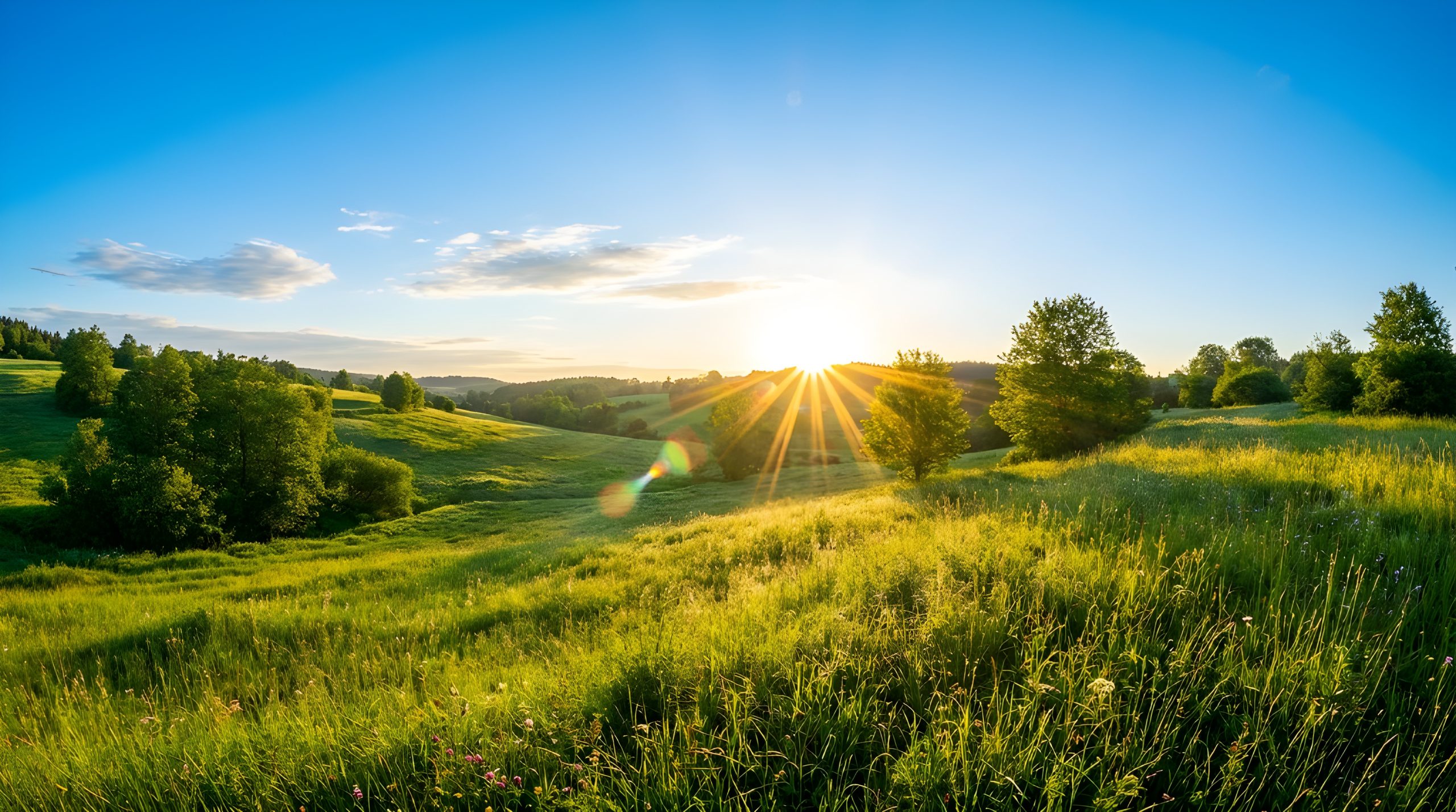 Radiant Spring Meadow: Breathtaking & Ultimate Sunrise View 2026